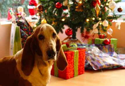 Natale a quattro zampe: regali sotto l’albero per oltre il 62% di cani e gatti!